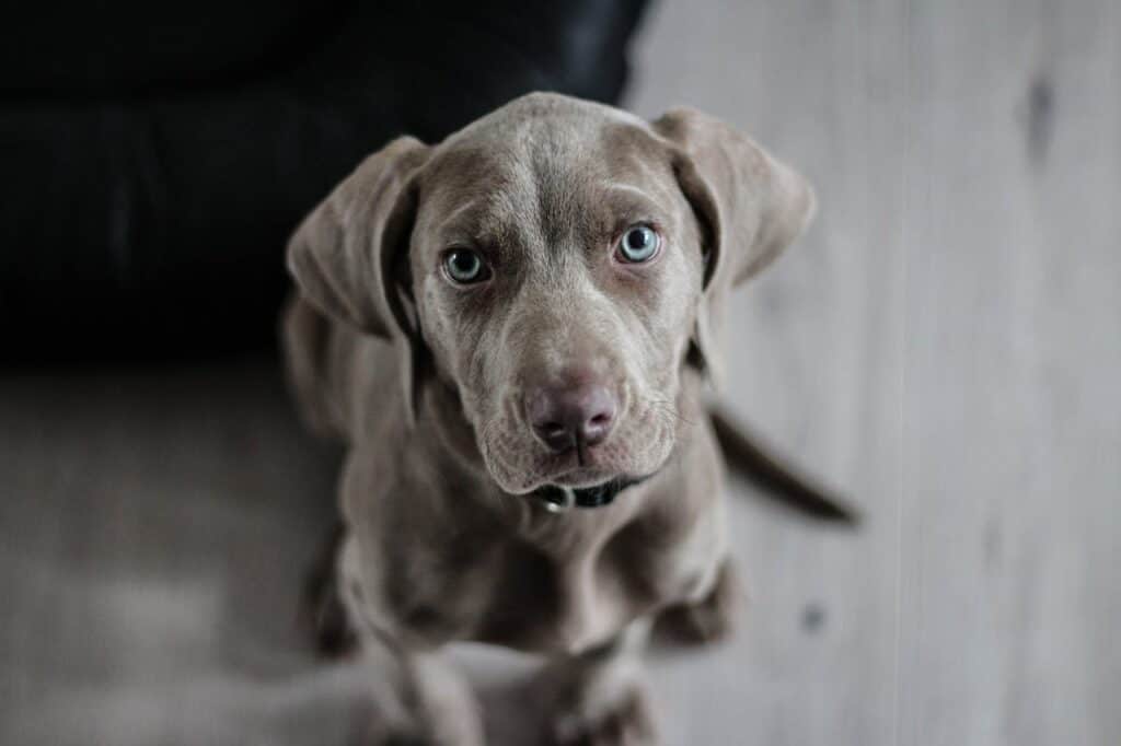 Photo by Pixabay: https://www.pexels.com/photo/black-short-coat-medium-dog-on-floor-97082/