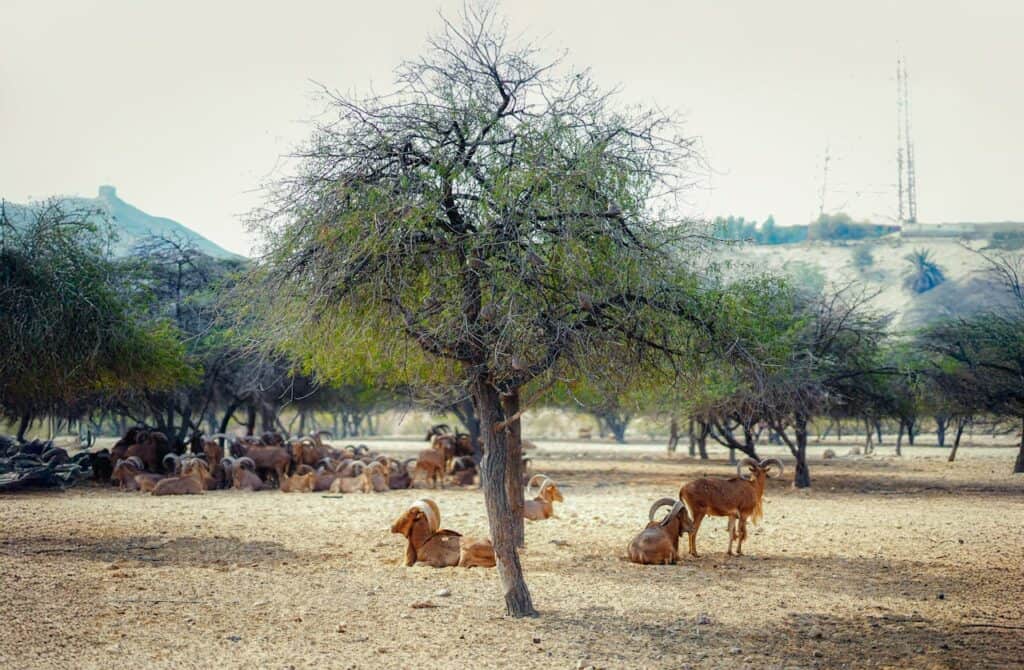 Photo by athul santhosh: https://www.pexels.com/photo/serene-goat-herd-resting-under-trees-in-abu-dhabi-35532805/