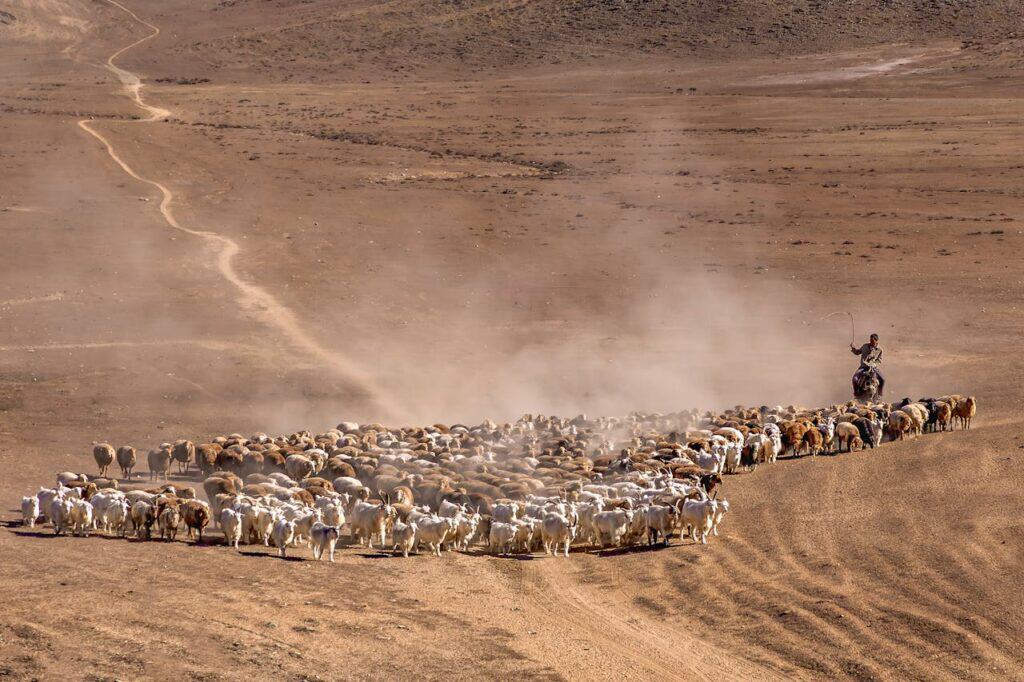 Photo by Man Fong Wong: https://www.pexels.com/photo/shepherd-guiding-flock-in-arid-landscape-34464856/