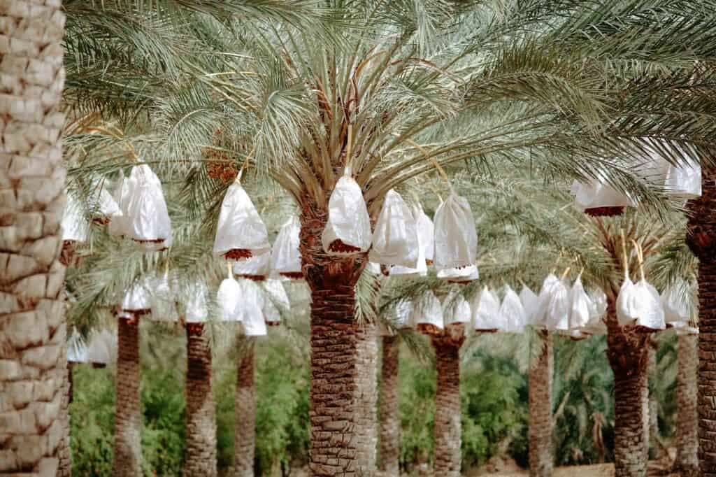 Photo by Radwan Menzer: https://www.pexels.com/photo/view-of-bundles-of-dates-hanging-on-palm-trees-17877601/
