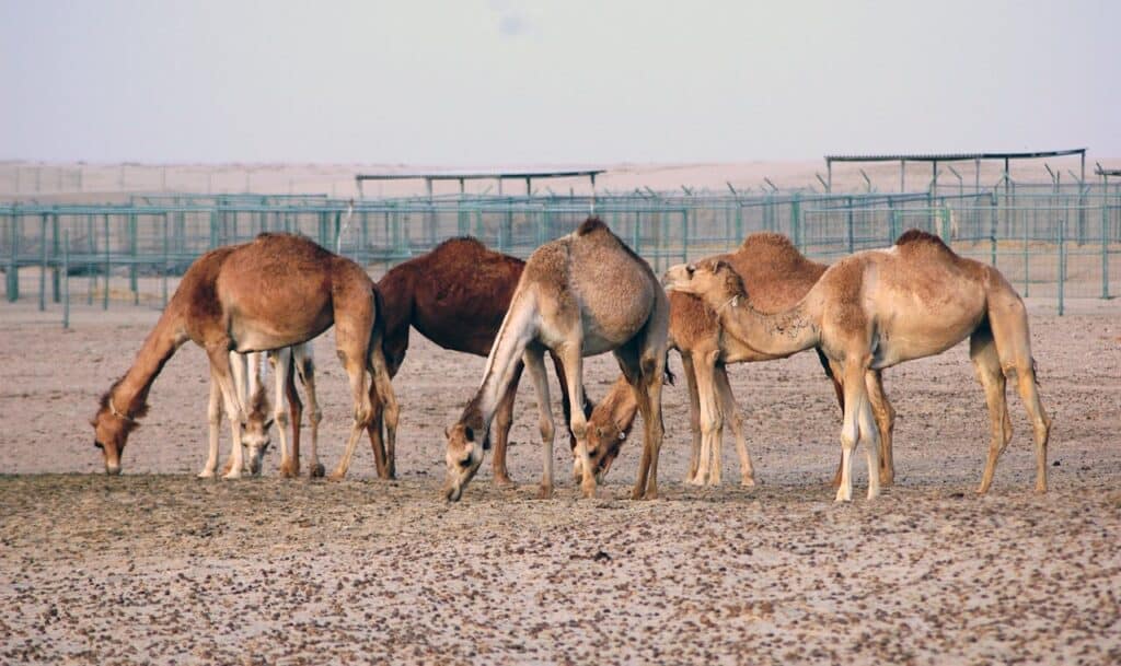 Photo by Sidhick Kannur: https://www.pexels.com/photo/herd-of-camel-on-the-desert-4586471/